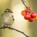 un oiseau