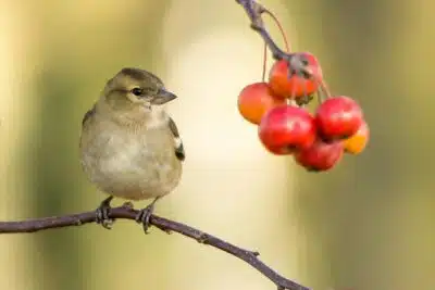 un oiseau