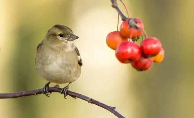 un oiseau