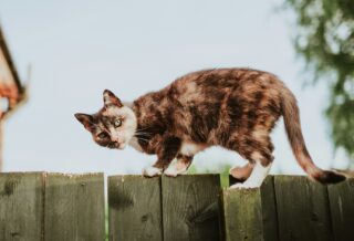 un chat sur une palissade