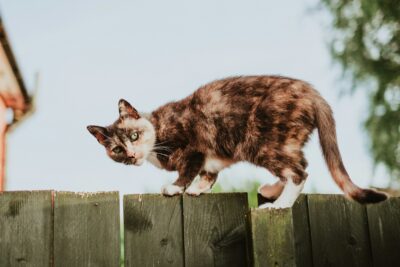 un chat sur une palissade