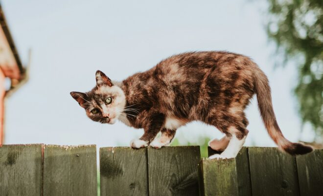 un chat sur une palissade